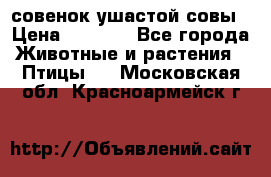 совенок ушастой совы › Цена ­ 5 000 - Все города Животные и растения » Птицы   . Московская обл.,Красноармейск г.